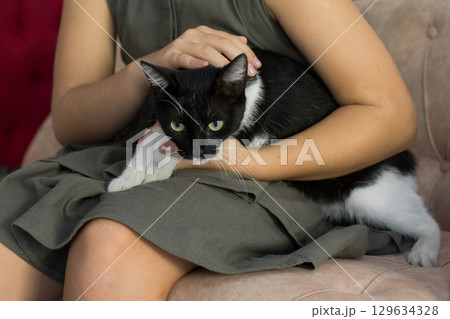 Pet cat portrait close-up with owner indoor Pet cat portrait close-up with owner indoor 129634328