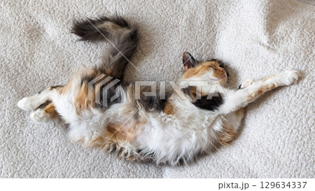 Calico cat sleeping peacefully on fuzzy blanket in cozy space during the afternoon Calico cat sleeping peacefully on fuzzy blanket in cozy space during the afternoon 129634337