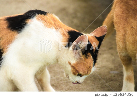 calico cat looking back ,cats are suspicious animals calico cat looking back ,cats are suspicious animals 129634356