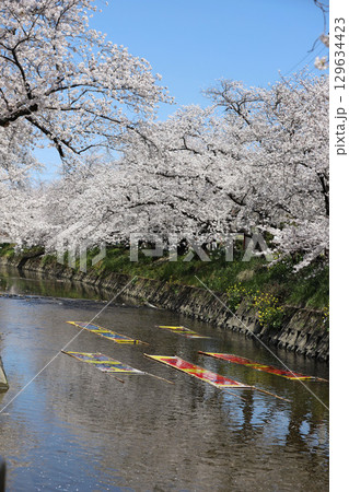 桜 岩倉市 桜まつり 五条川 愛知県 桜 岩倉市 桜まつり 五条川 愛知県 129634423
