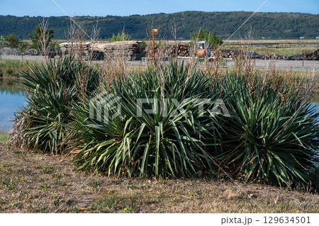 Beautiful yucca plants outside the mediterranean old town of Cres in Croatia Beautiful yucca plants outside the mediterranean old town of Cres in Croatia 129634501
