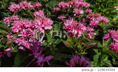 Pink monarda flowers blooming in a summer garden illuminated by sunlight, copy space 129634504
