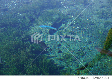 忍野八海の風景　湧池 129634903