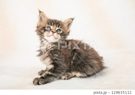 かわいらしい子猫がくつろぐ様子 かわいらしい子猫がくつろぐ様子 129635112