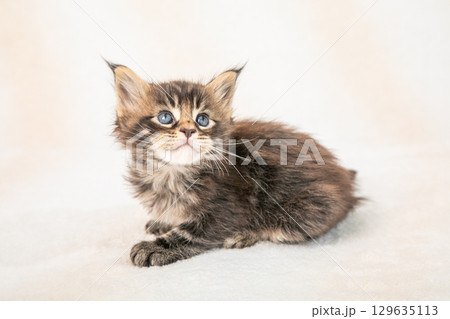 かわいらしい子猫がくつろぐ様子 かわいらしい子猫がくつろぐ様子 129635113