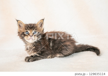 かわいらしい子猫がくつろぐ様子 129635114