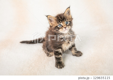 かわいらしい子猫がくつろぐ様子 129635115