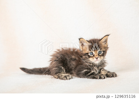 かわいらしい子猫がくつろぐ様子 129635116