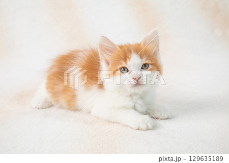 かわいい子猫 129635189