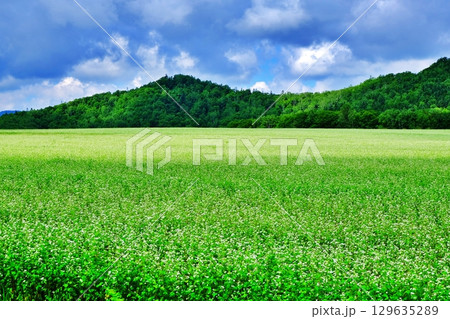 そばの花ビューポイント　白絨毯の畑　(北海道幌加内町) 129635289