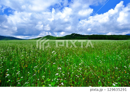 そばの花ビューポイント　白絨毯の畑　(北海道幌加内町) 129635291
