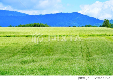 そばの花ビューポイント　白絨毯の畑　(北海道幌加内町) 129635292