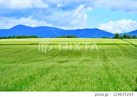 そばの花ビューポイント　白絨毯の畑　(北海道幌加内町) 129635293