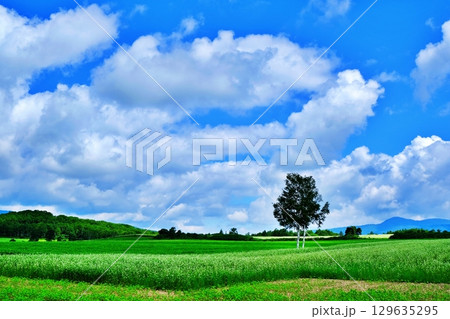 そばの花ビューポイント 白絨毯の畑 (北海道幌加内町) そばの花ビューポイント 白絨毯の畑 (北海道幌加内町) 129635295