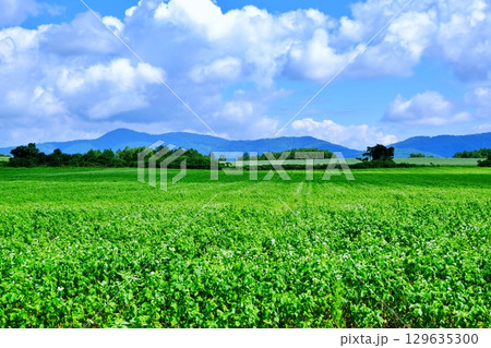 そばの花ビューポイント　白銀の丘　(北海道幌加内町) 129635300