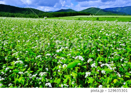 そばの花ビューポイント 白銀の丘 (北海道幌加内町) そばの花ビューポイント 白銀の丘 (北海道幌加内町) 129635301