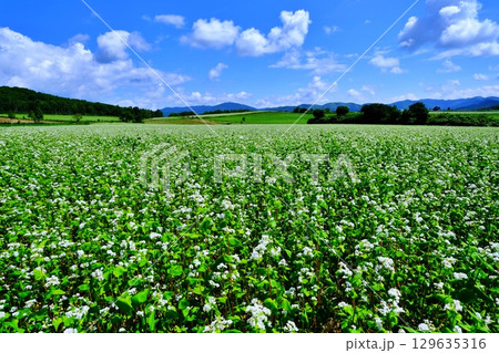 そばの花ビューポイント　白銀の丘　(北海道幌加内町) 129635316