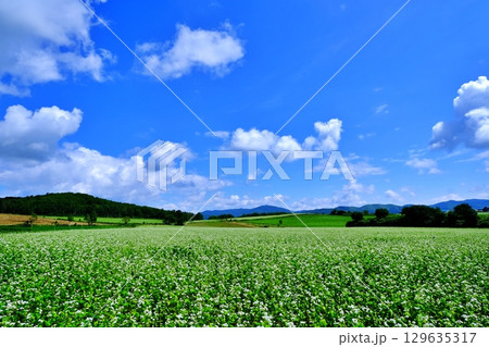 そばの花ビューポイント　白銀の丘　(北海道幌加内町) 129635317