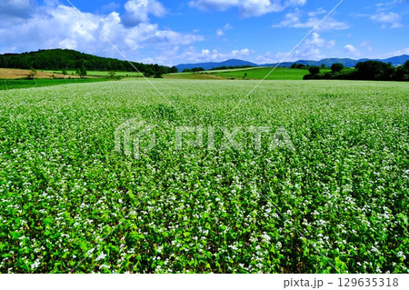 そばの花ビューポイント 白銀の丘 (北海道幌加内町) そばの花ビューポイント 白銀の丘 (北海道幌加内町) 129635318