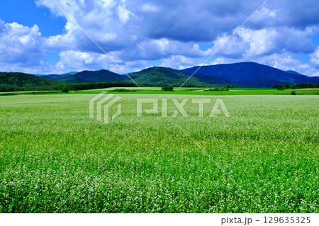 そばの花ビューポイント　白銀の丘　(北海道幌加内町) 129635325