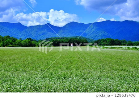 そば畑の風景　(北海道幌加内町) 129635476
