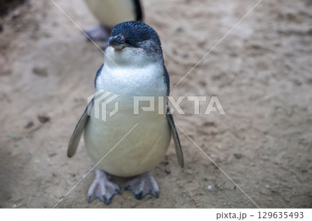 The Fairy penguin or blue penguin is so cute and local animal in phillip island,Australia The Fairy penguin or blue penguin is so cute and local animal in phillip island,Australia 129635493
