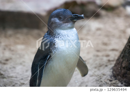 The Fairy penguin or blue penguin is so cute and local animal in phillip island,Australia The Fairy penguin or blue penguin is so cute and local animal in phillip island,Australia 129635494