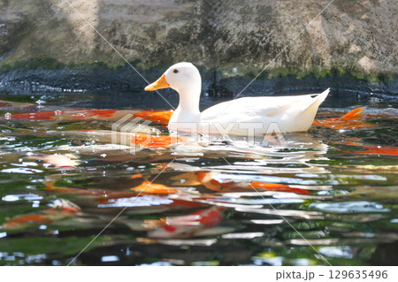 The white Duck is stay in nature garden 129635496