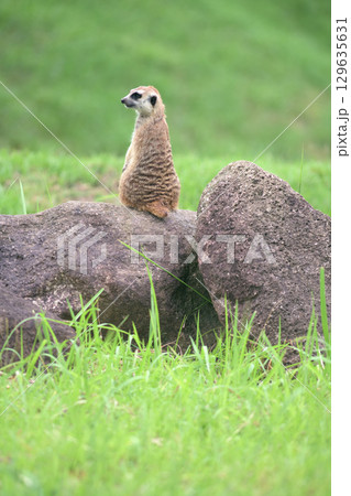 警戒して遠くに目を向けるミーアキャット 129635631