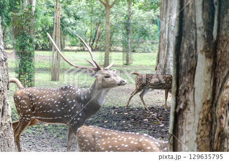 Deers in  Nisargadhama forest park at Kushalnagar, Karnataka, India 129635795