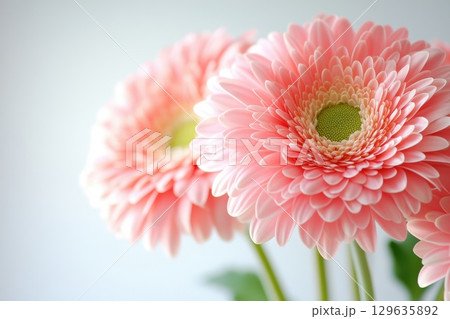 Beautiful pink gerbera daisies in full bloom with soft background lighting Beautiful pink gerbera daisies in full bloom with soft background lighting 129635892