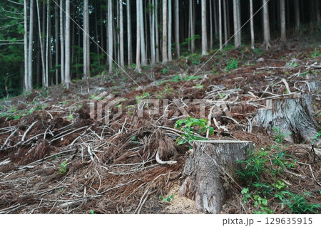 杉の木の伐採がされた森の一部 杉の木の伐採がされた森の一部 129635915