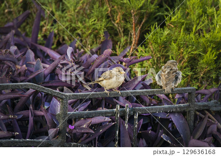 Two small sparrows are perched on a dark metal fence, with a background of vibrant purple leaves. One bird faces forward, the other looks to the side, showcasing urban wildlife in a colorful setting. Two small sparrows are perched on a dark metal fence, with a background of vibrant purple leaves. One bird faces forward, the other looks to the side, showcasing urban wildlife in a colorful setting. 129636168