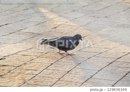 A single pigeon walks across a patterned paved ground, with sunlight creating interesting shadows and highlights. The bird is in focus, showing its typical urban environment. 129636169