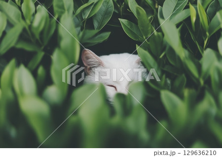 Cat resting among lush green leaves in a tranquil garden 129636210