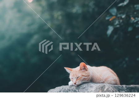 Sleeping orange cat resting on a stone under soft natural light in a tranquil outdoor setting Sleeping orange cat resting on a stone under soft natural light in a tranquil outdoor setting 129636224