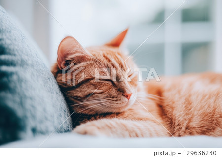 Orange cat resting peacefully on soft couch in a cozy indoor setting during daylight hours 129636230