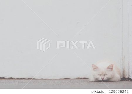 Soft white cat resting quietly against a wall in a serene indoor setting 129636242