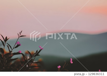 Sunset over rolling hills with wildflowers in the foreground Sunset over rolling hills with wildflowers in the foreground 129636311