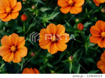 Vibrant orange flowers bloom in a garden at midday, showcasing nature's beauty and color 129636324