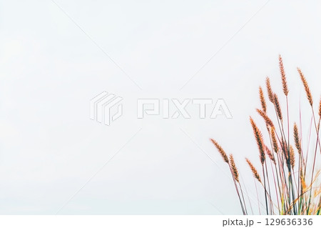 Golden grasses sway gently in the warm breeze against a clear sky during a serene afternoon 129636336