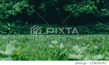 Green grass with scattered leaves in a lush park during the afternoon 129636341