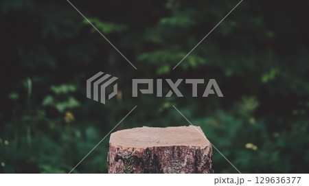 Wooden stump in a lush forest environment during the daytime 129636377