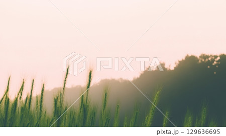 Morning mist blankets a serene meadow at sunrise with gentle grass swaying in the breeze 129636695
