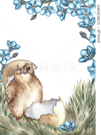 An Easter card. A hatched chicken on the grass surrounded by forget-me-nots. A hand-drawn watercolor illustration. For making greeting cards and invitations for Easter. For packaging, labels, banners. An Easter card. A hatched chicken on the grass surrounded by forget-me-nots. A hand-drawn watercolor illustration. For making greeting cards and invitations for Easter. For packaging, labels, banners. 129636965