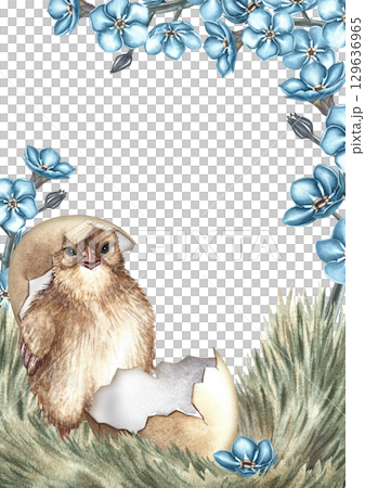 An Easter card. A hatched chicken on the grass surrounded by forget-me-nots. A hand-drawn watercolor illustration. For making greeting cards and invitations for Easter. For packaging, labels, banners. 129636965