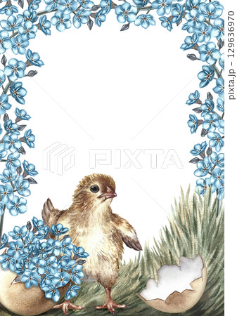 An Easter card. A hatched chicken on the grass surrounded by forget-me-nots. A hand-drawn watercolor illustration. For making greeting cards and invitations for Easter. For packaging, labels, banners. 129636970