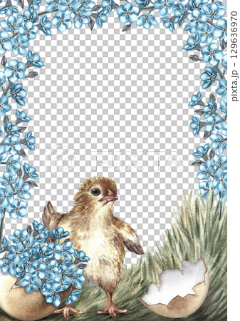 An Easter card. A hatched chicken on the grass surrounded by forget-me-nots. A hand-drawn watercolor illustration. For making greeting cards and invitations for Easter. For packaging, labels, banners. 129636970