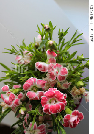Vertical Photo For Backgrounds Of Flowering Bouquet Of Small Pink Carnation 129637205