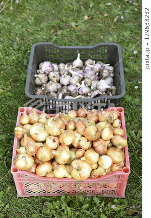 Baskets of onions and garlic. Fresh onion and garlic. onions and garlic for sale in the basket. Baskets of onions and garlic. Fresh onion and garlic. onions and garlic for sale in the basket. 129638232